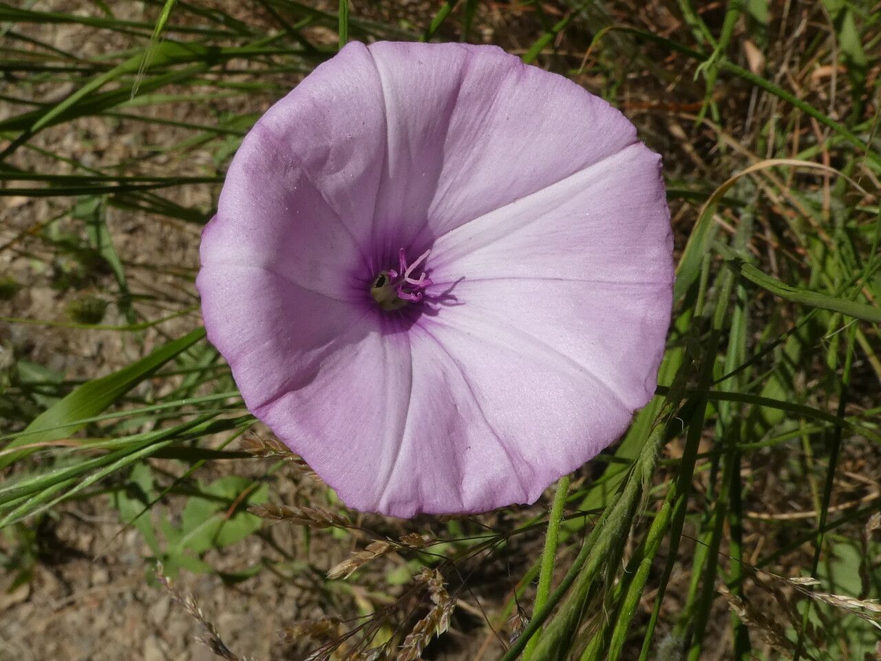 Convolvulus althaeoides flower