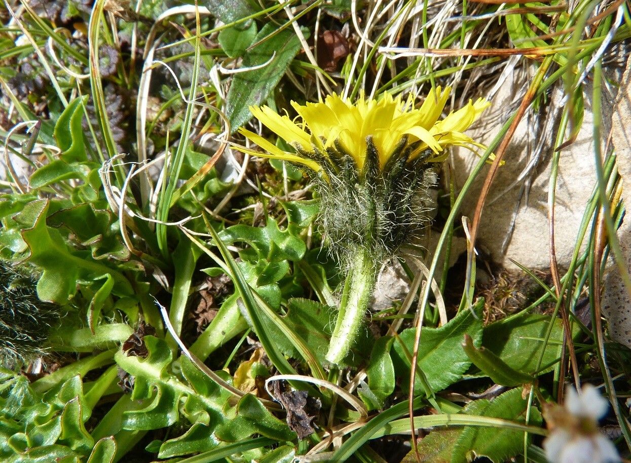 Scorzoneroides montana flower