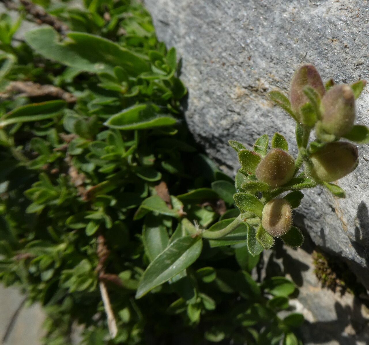 Veronica fruticulosa fruit