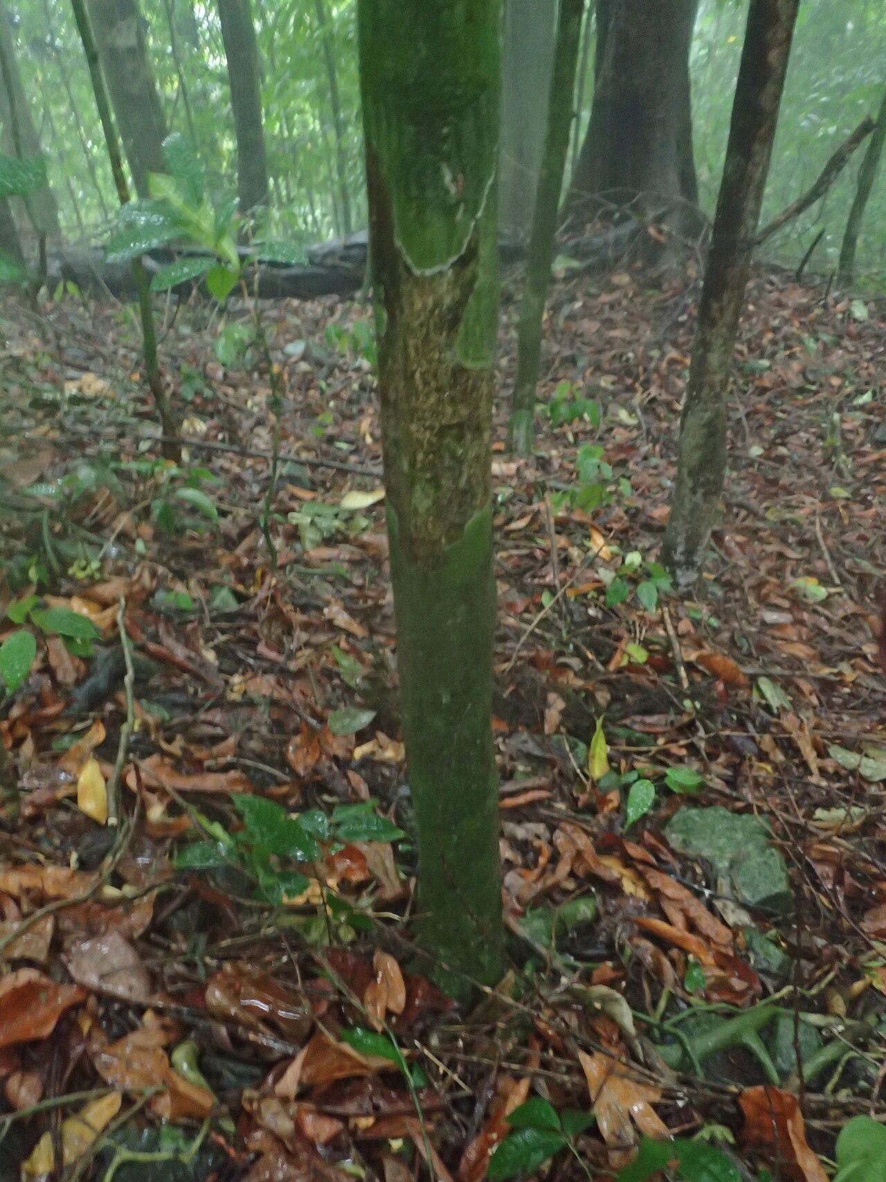 Rinorea chevalieri bark