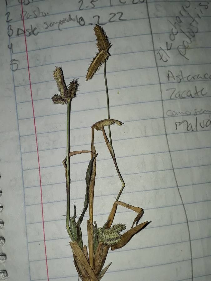 Cyperus hermaphroditus — soil improver houseplant