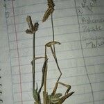 Cyperus hermaphroditus