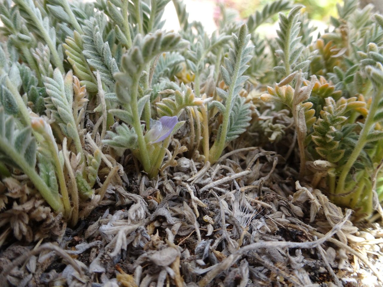 Astragalus cryptobotrys leaf
