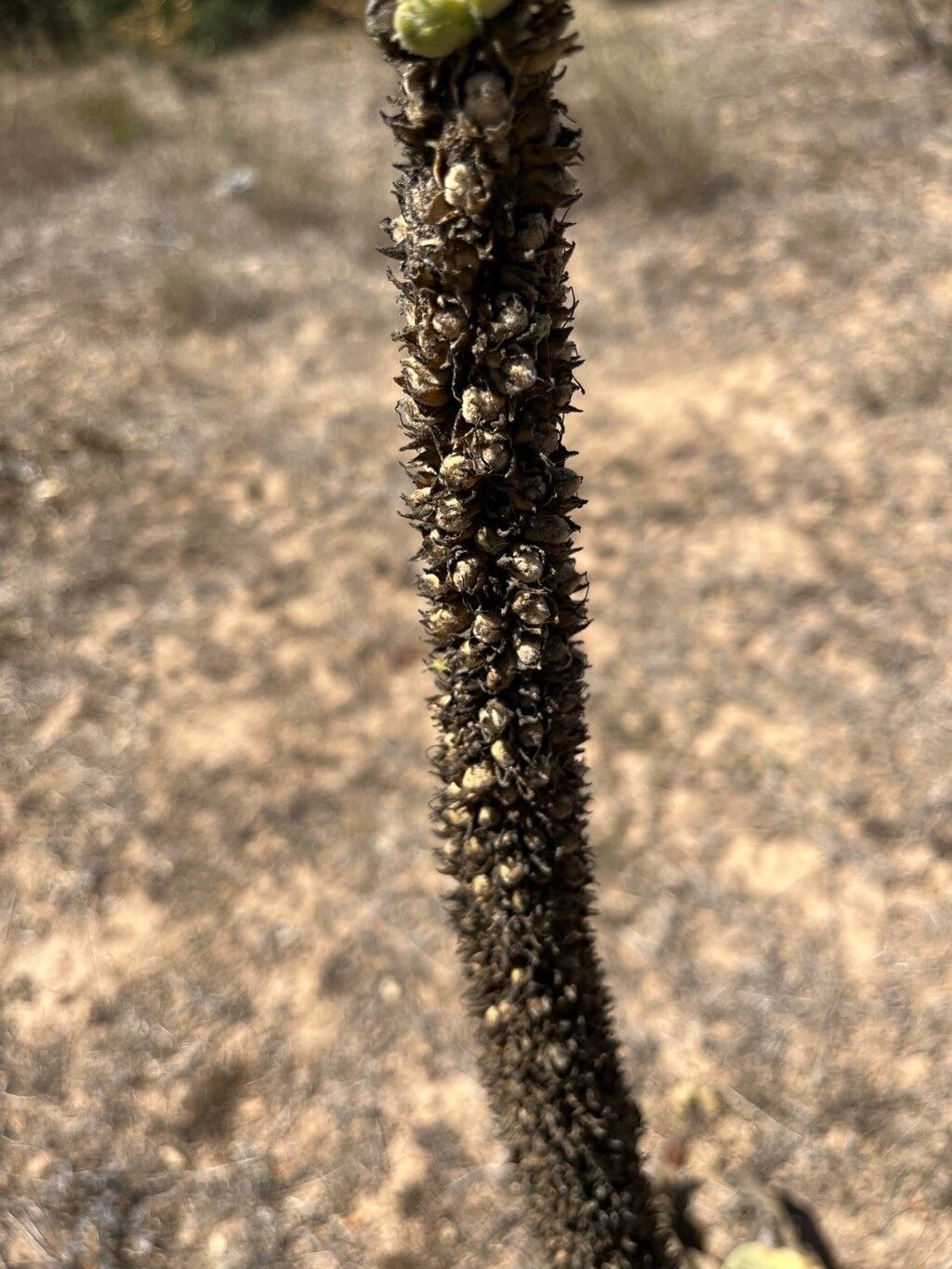 Verbascum macrurum fruit