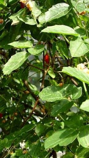 Momordica rostrata habit