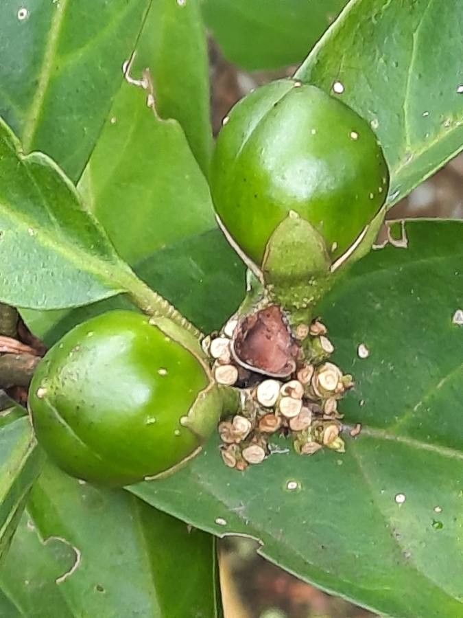 Brunfelsia pauciflora fruit