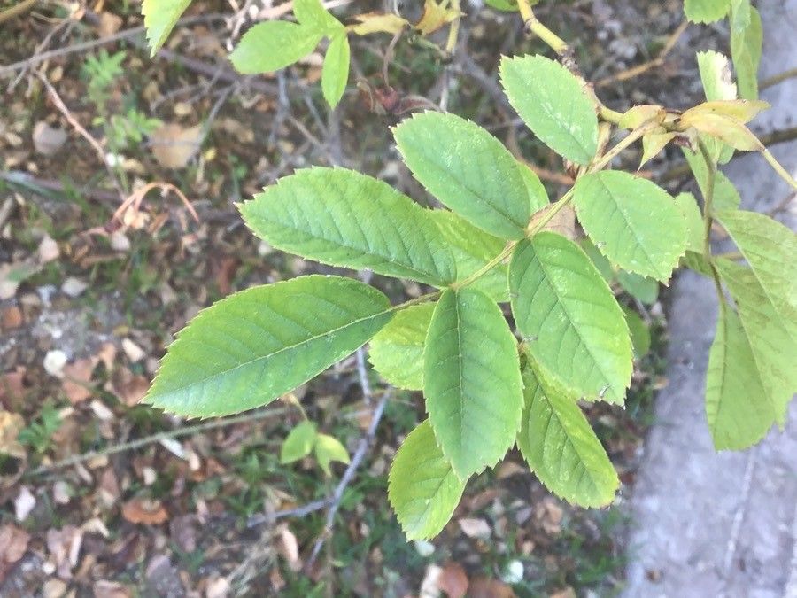 Rosa × paulii — houseplant care guide