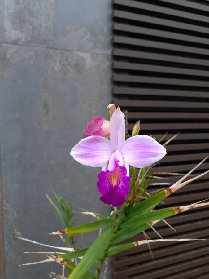 Arundina graminifolia flower