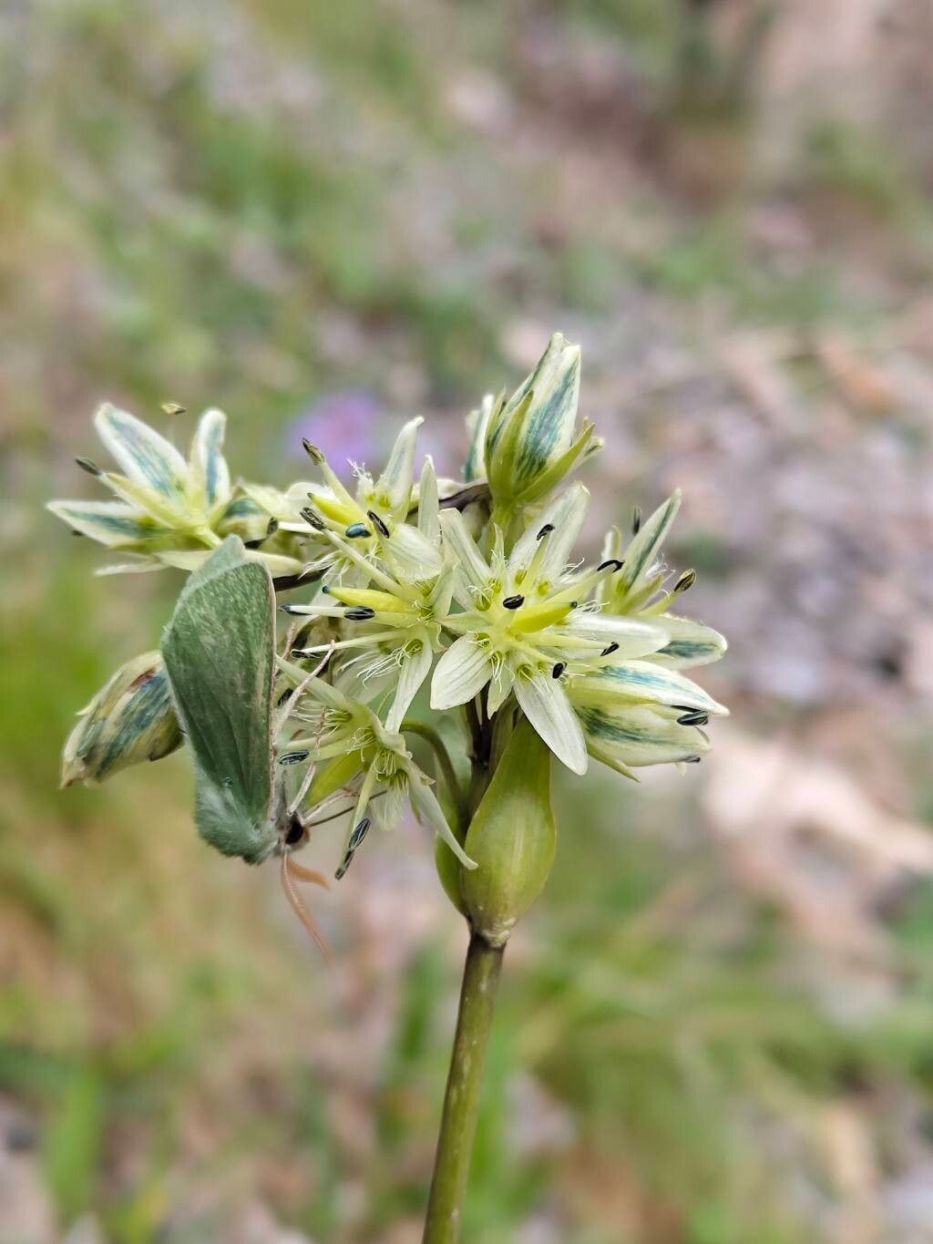 Swertia marginata flower