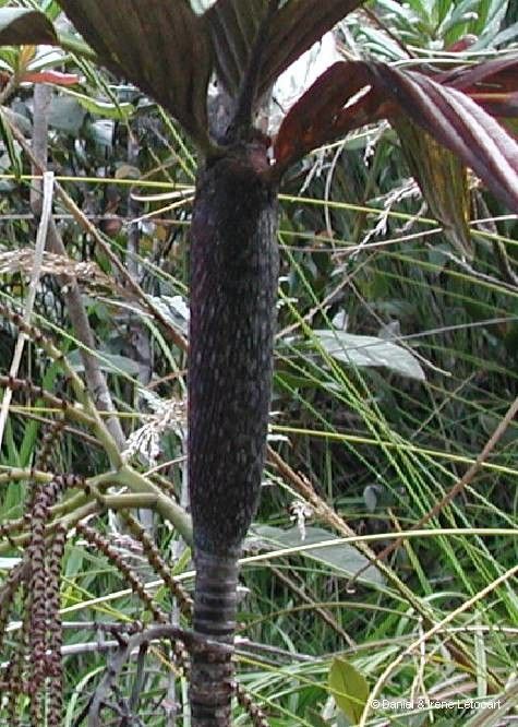 Basselinia vestita — houseplant care guide