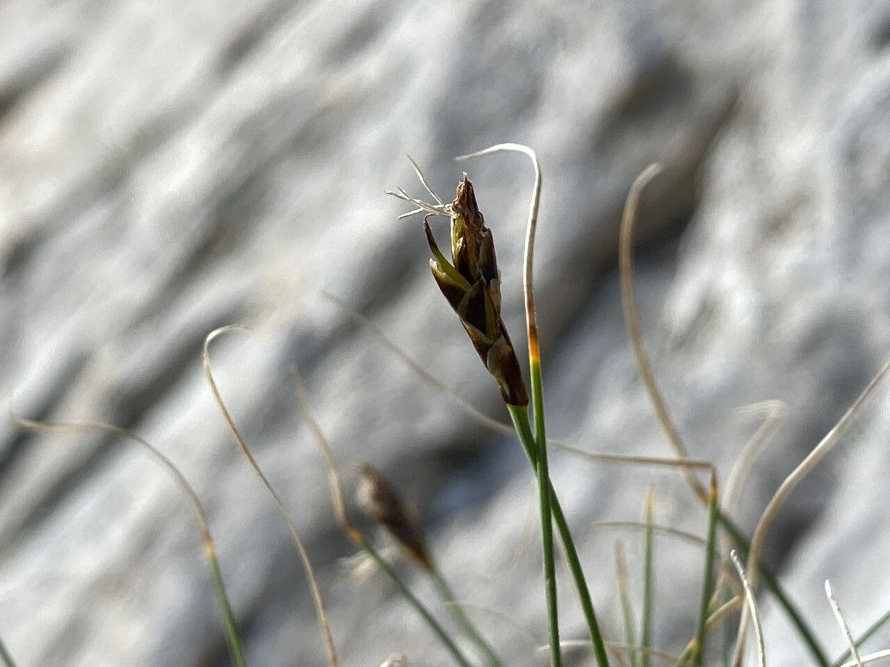 Carex curvula flower