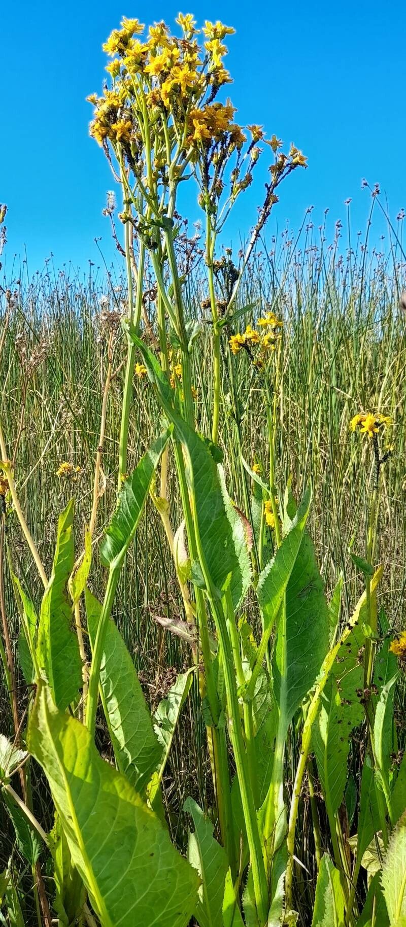 Senecio fistulosus habit