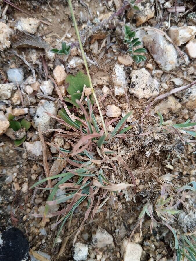 Heteropogon contortus leaf