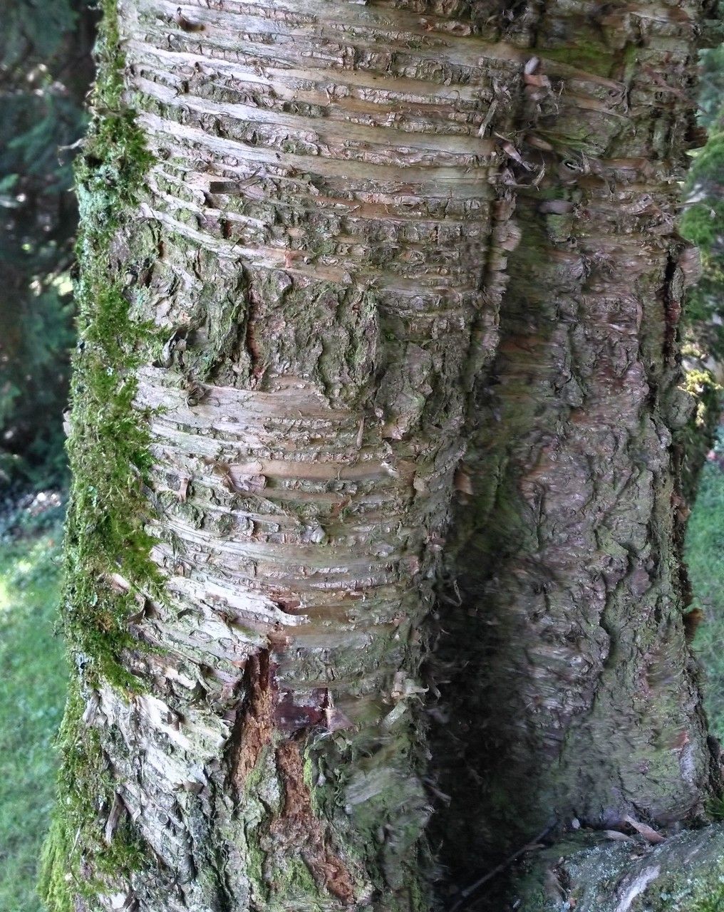 Betula grossa bark