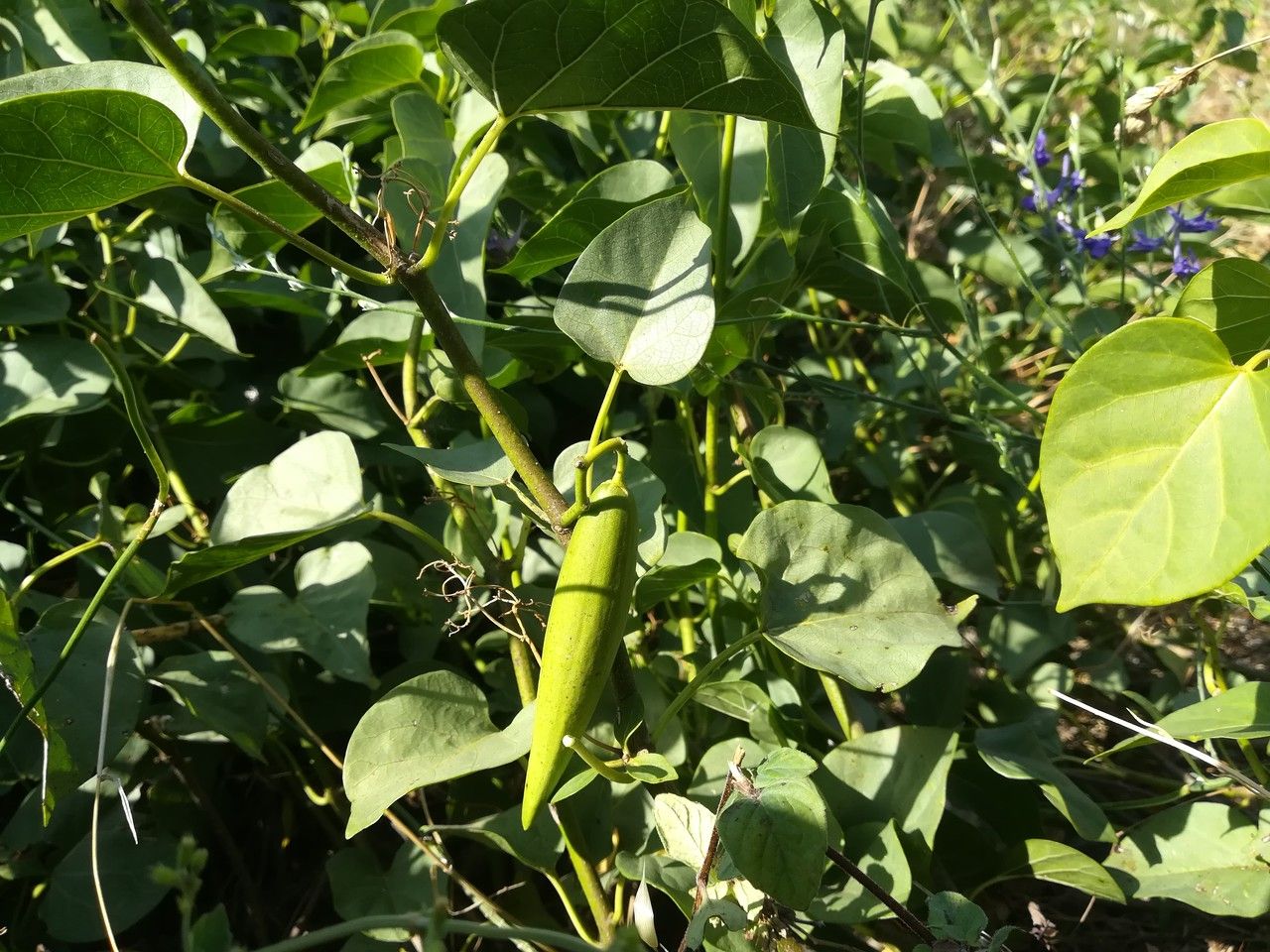 Cynanchum acutum fruit