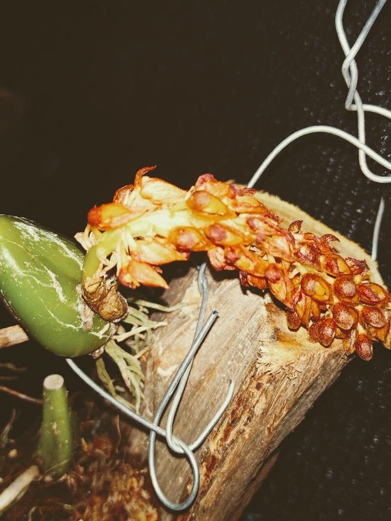 Bulbophyllum crassipes flower