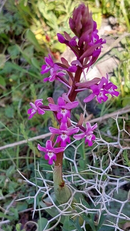 Orchis quadripunctata flower