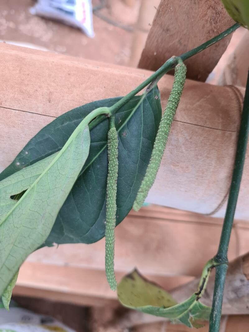 Piper arboreum fruit