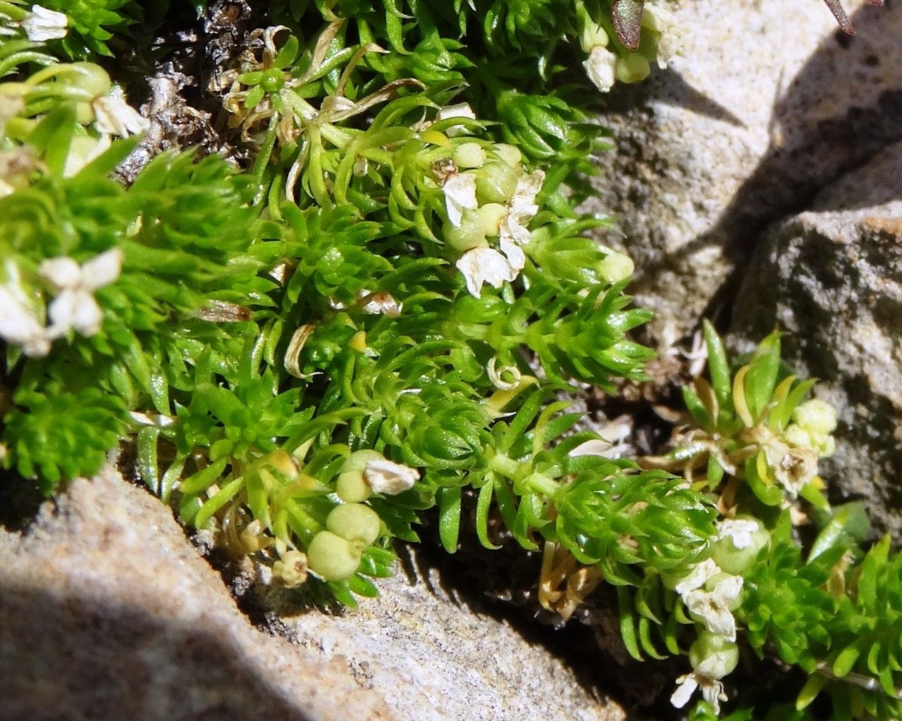 Galium pyrenaicum — houseplant care guide