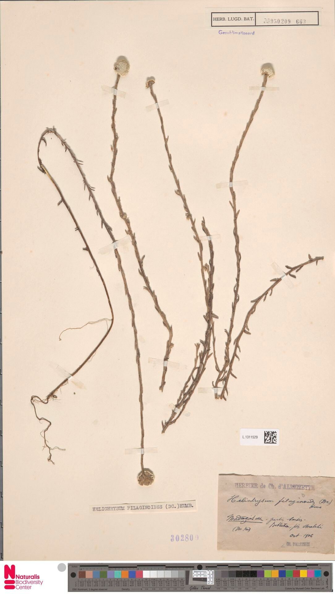 Helichrysum filaginoides — houseplant care guide