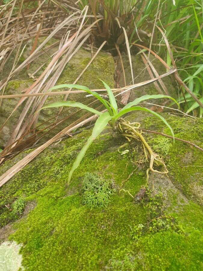 Phreatia micrantha — houseplant care guide