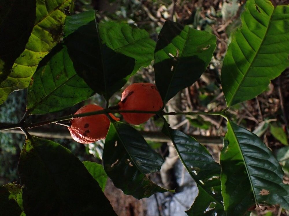 Salacia mayumbensis — houseplant care guide