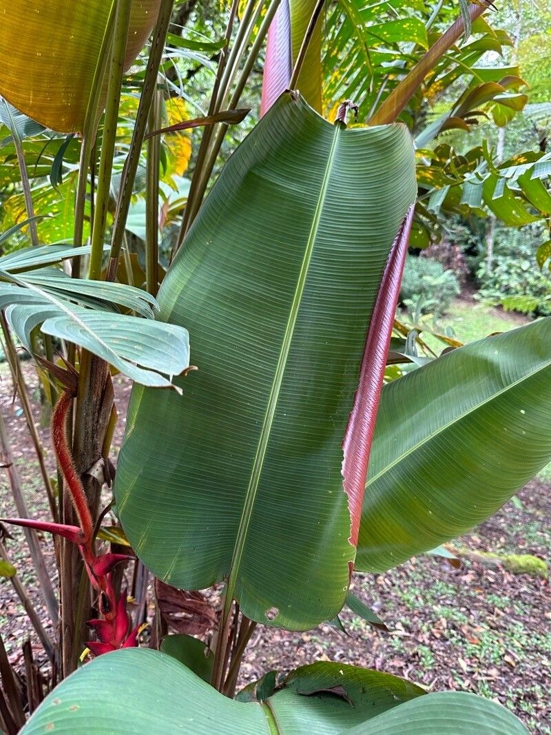 Heliconia ramonensis leaf