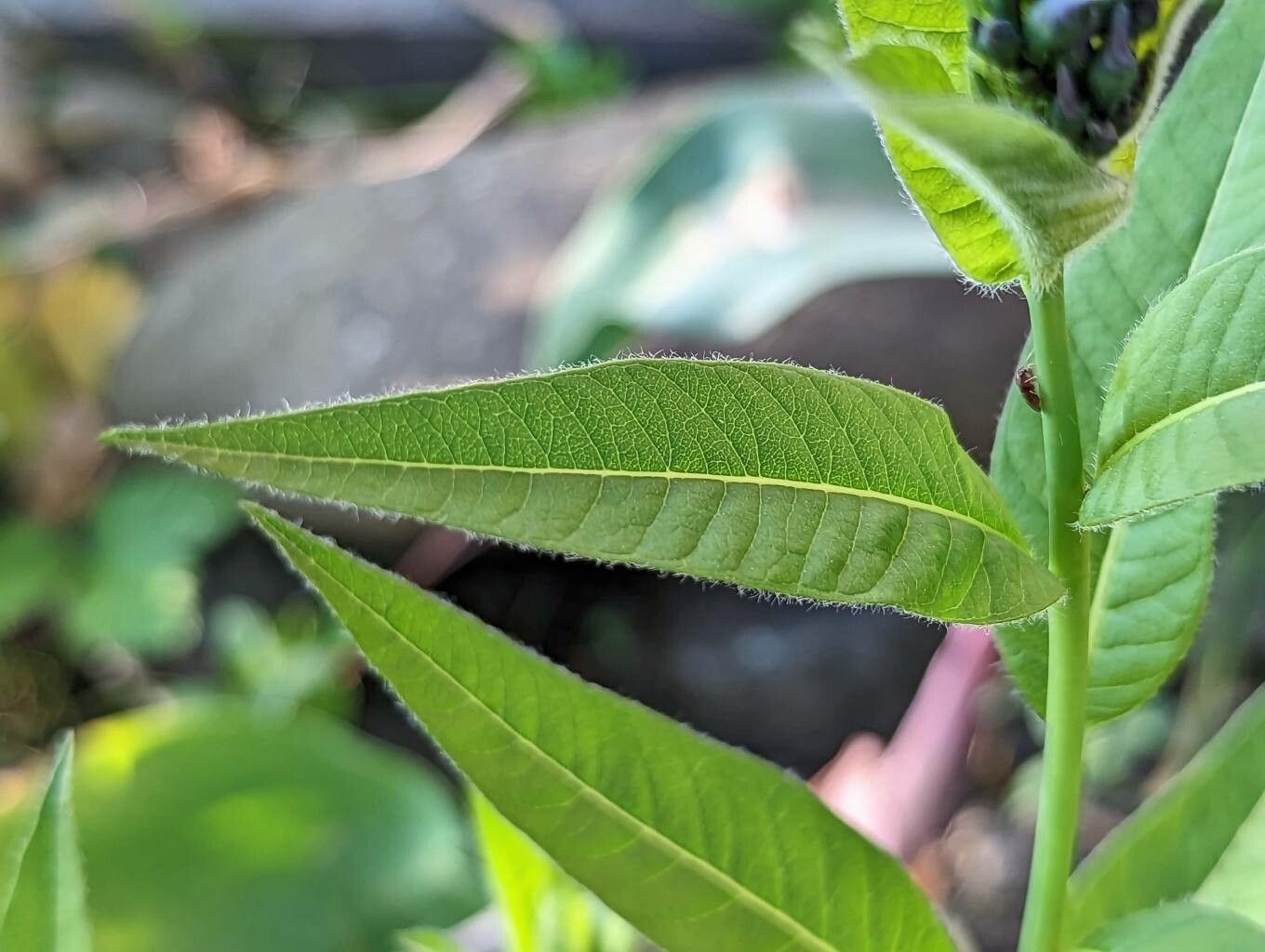 Amsonia elliptica leaf