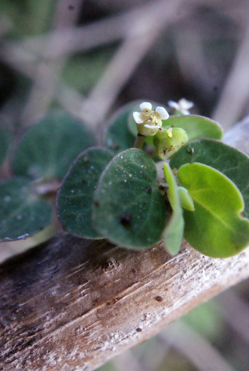 Chamaesyce viridula — houseplant care guide