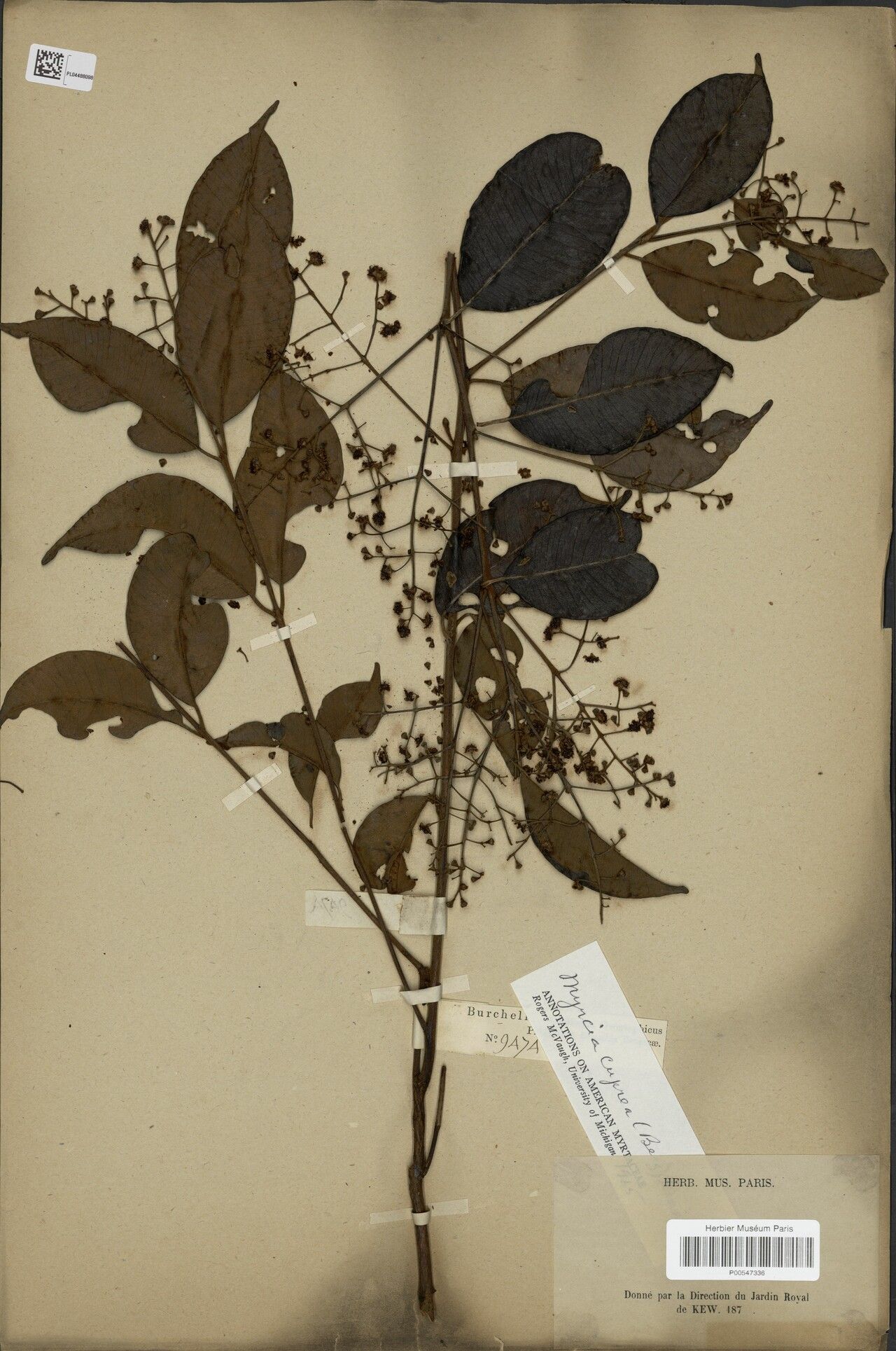 Myrcia cuprea — houseplant care guide