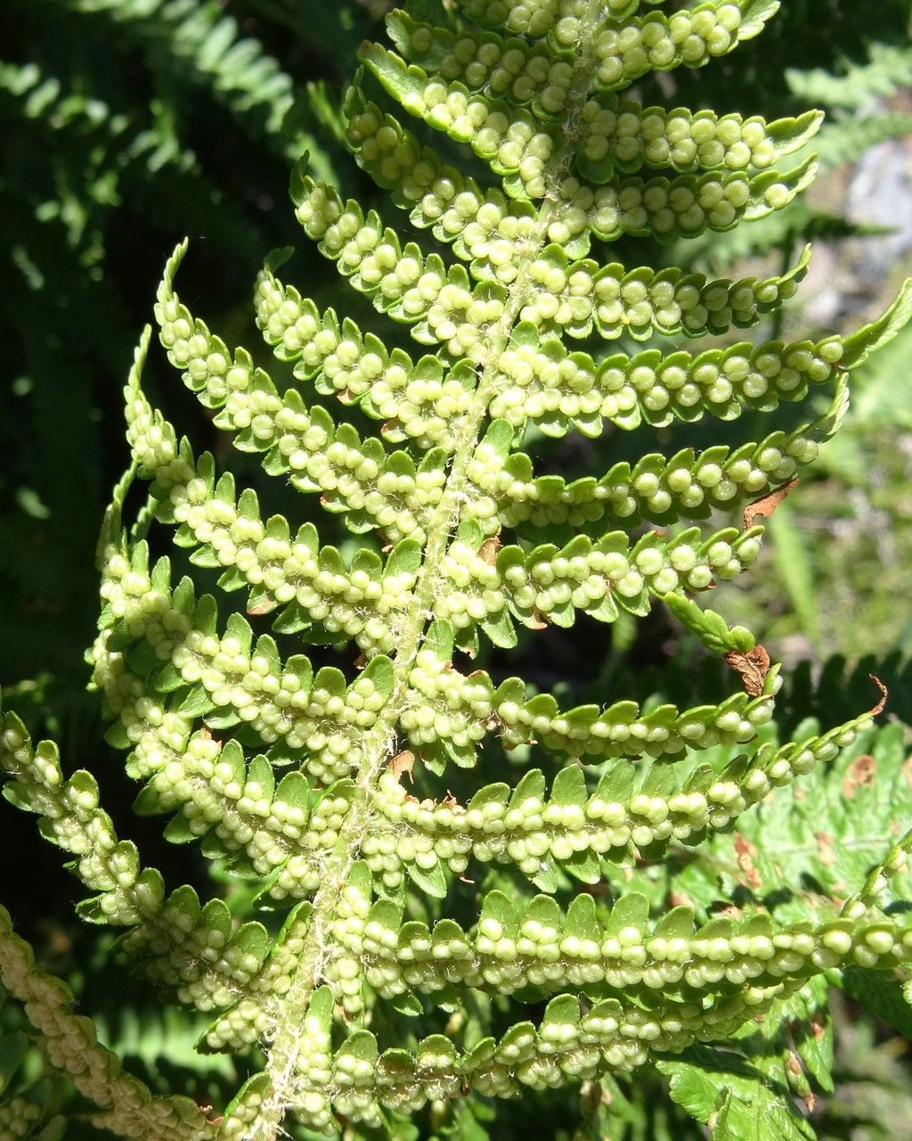 Dryopteris oreades leaf
