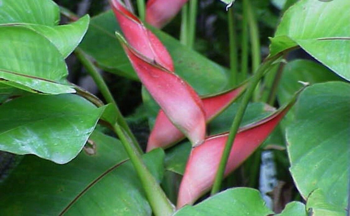 Heliconia stricta flower