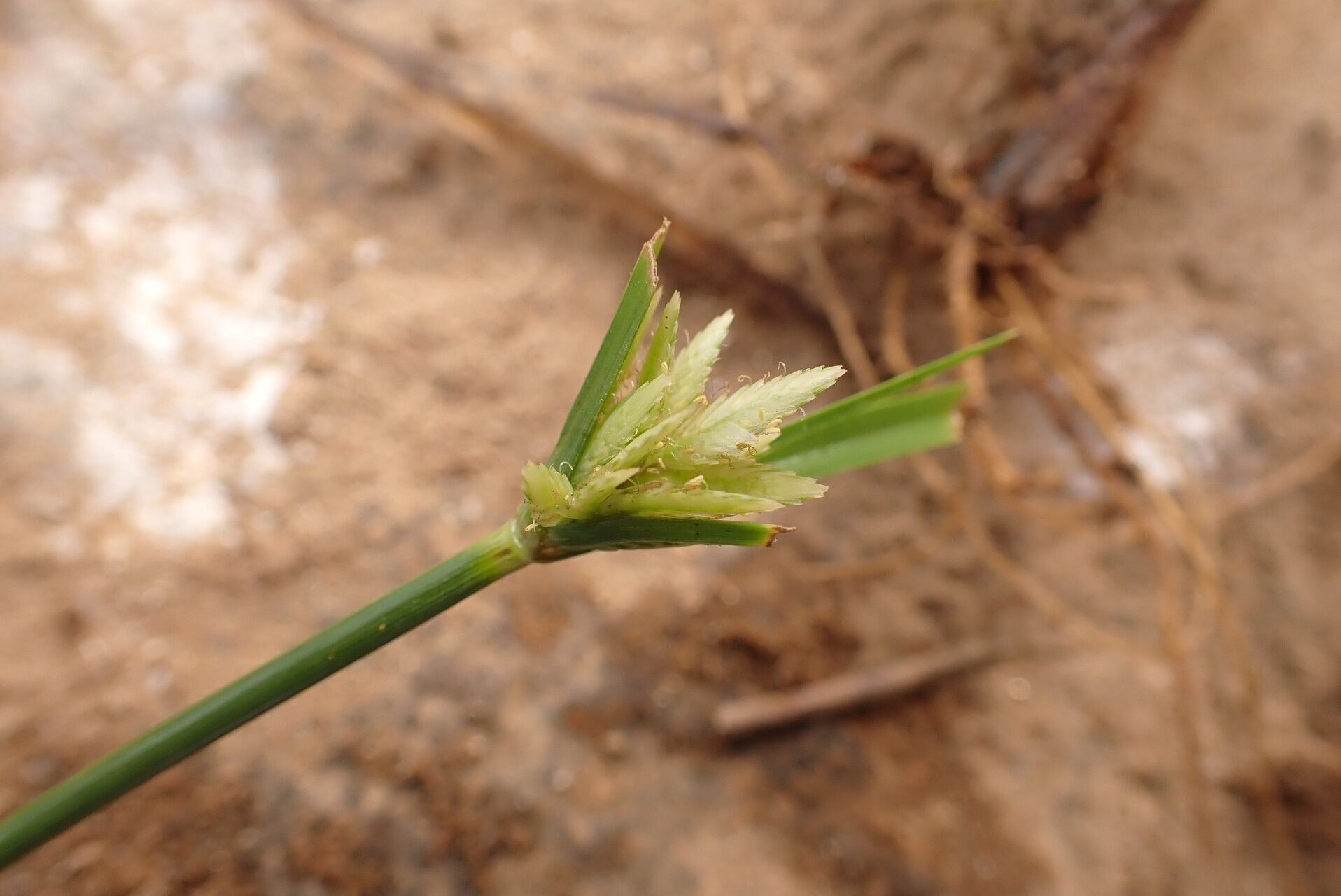 Cyperus smithianus flower