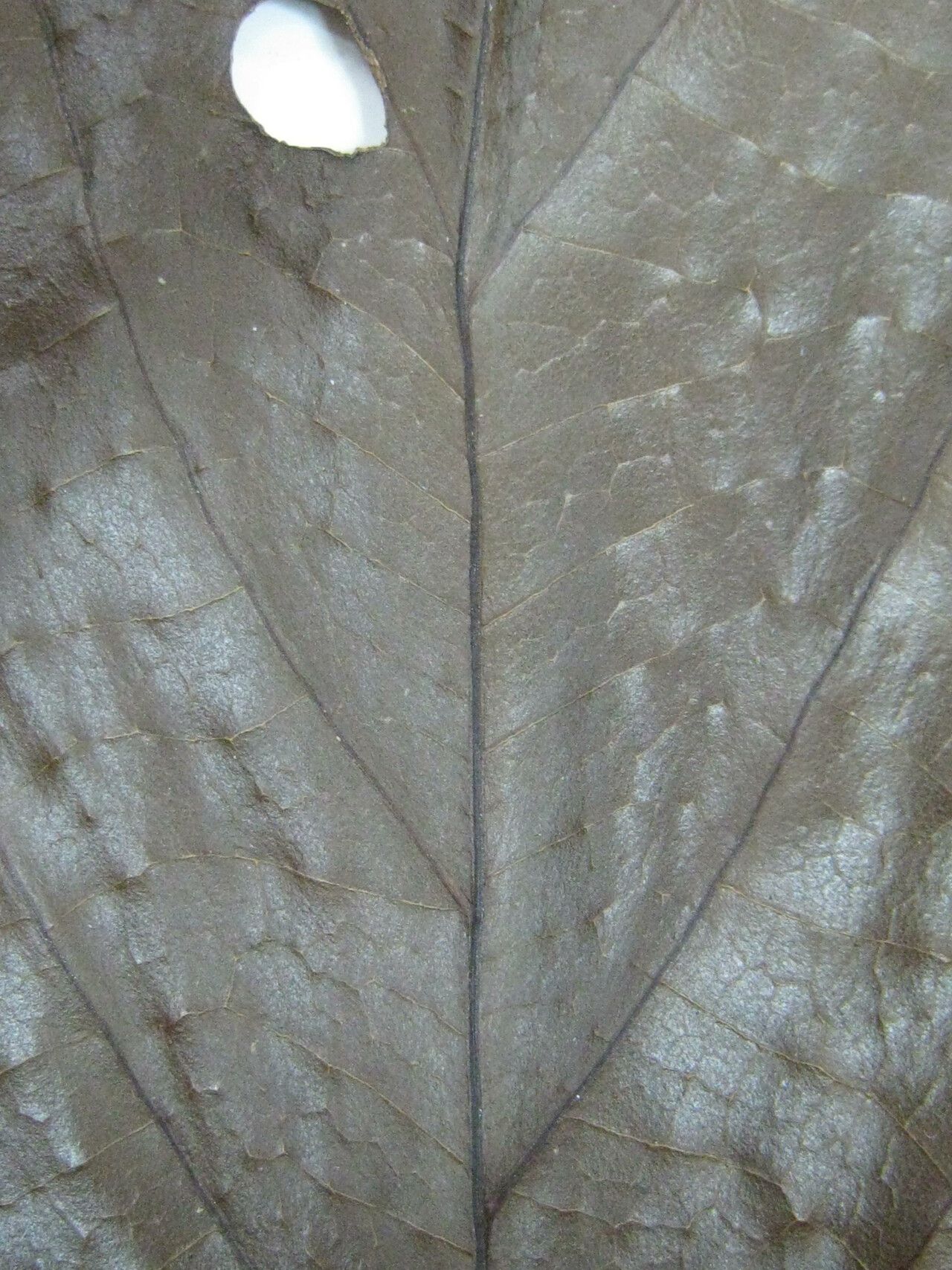 Cordia laevifrons — houseplant care guide