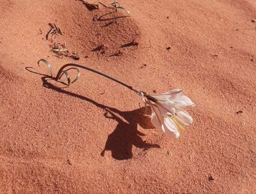 Hieronymiella clidanthoides flower
