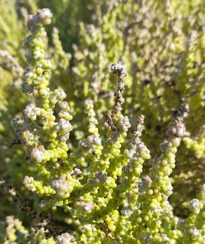 Nolana sedifolia leaf