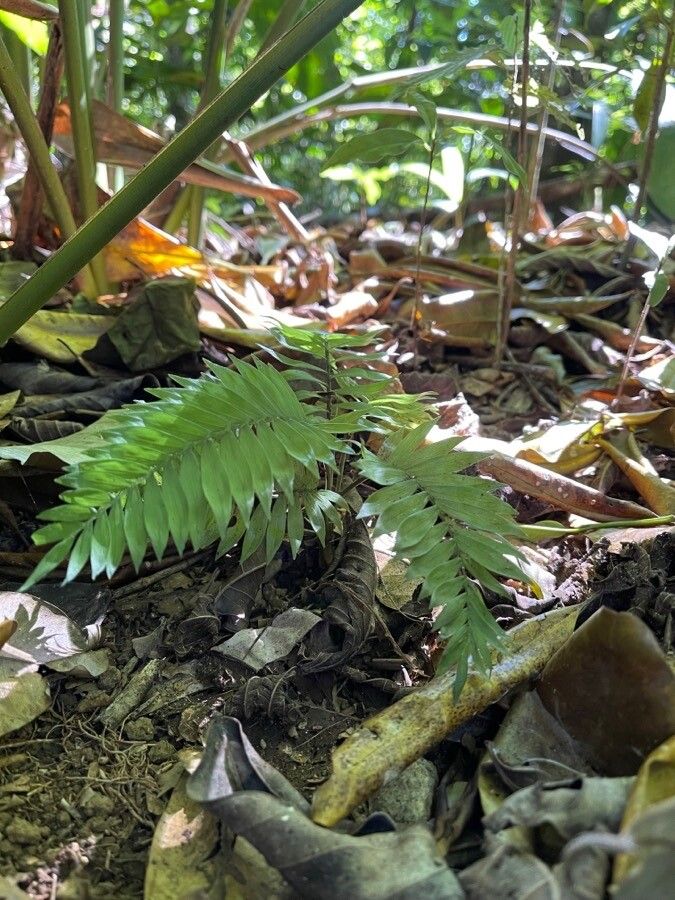 Chamaedorea stenocarpa — search result for 'Chamaedorea'