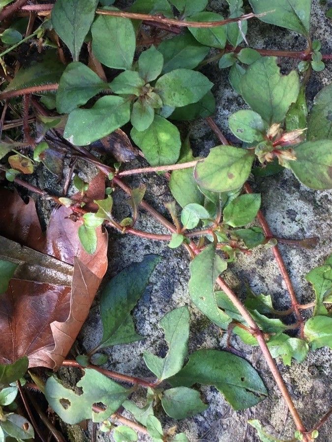 Lysimachia congestiflora