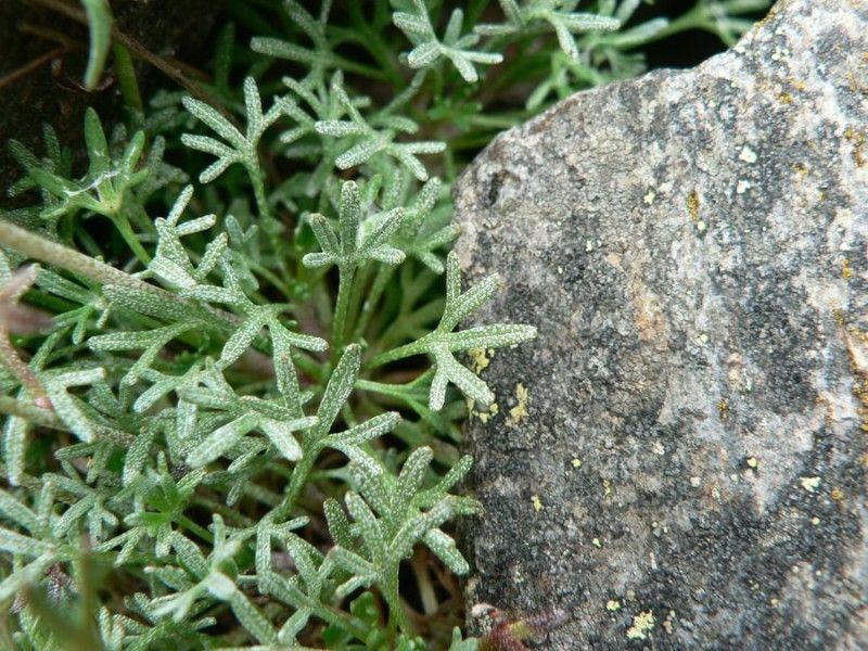 Saxifraga pentadactylis leaf