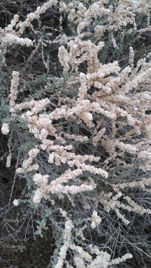 Atriplex polycarpa fruit