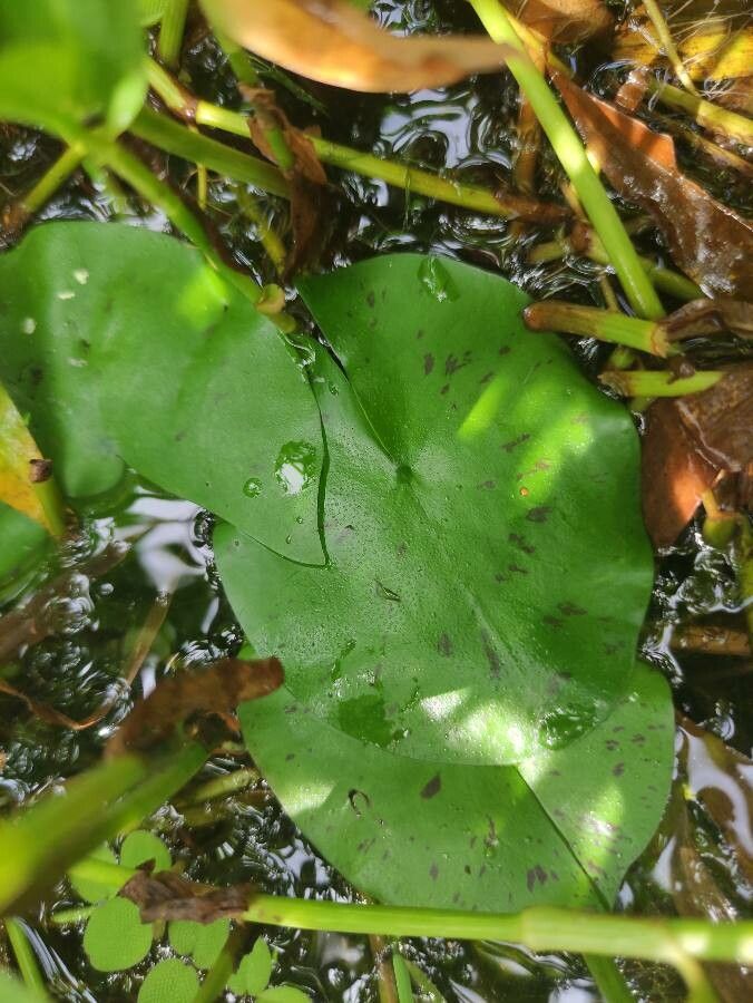 Nymphaea caerulea leaf