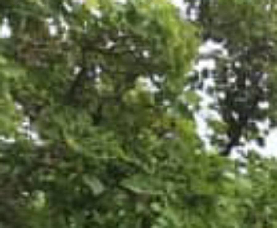 Erythrina berteroana leaf