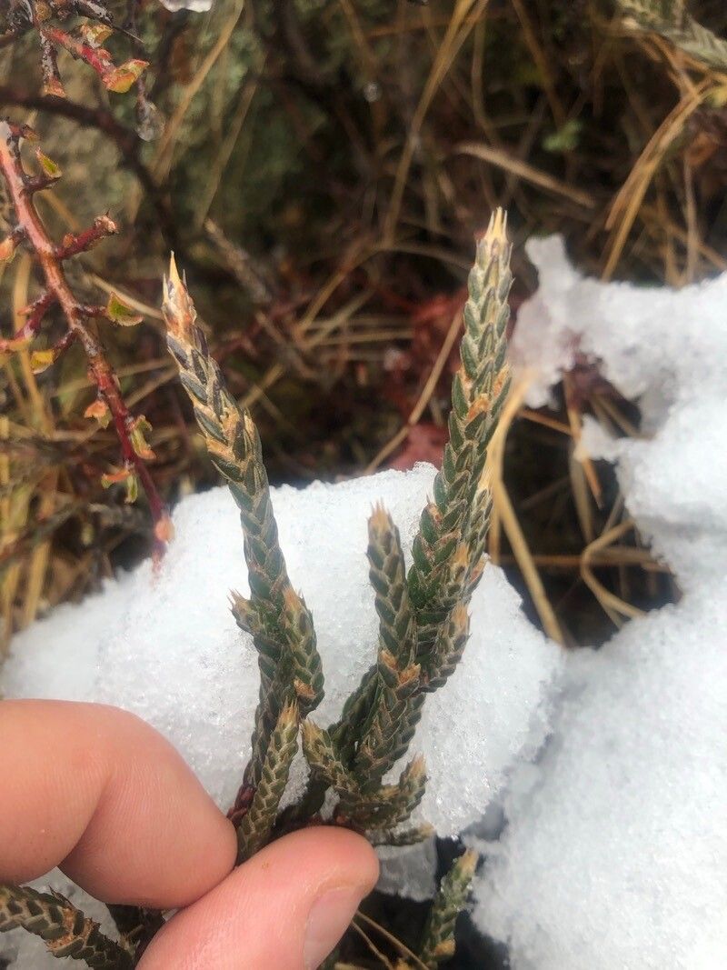 Cassiope fastigiata — related species from the same genus