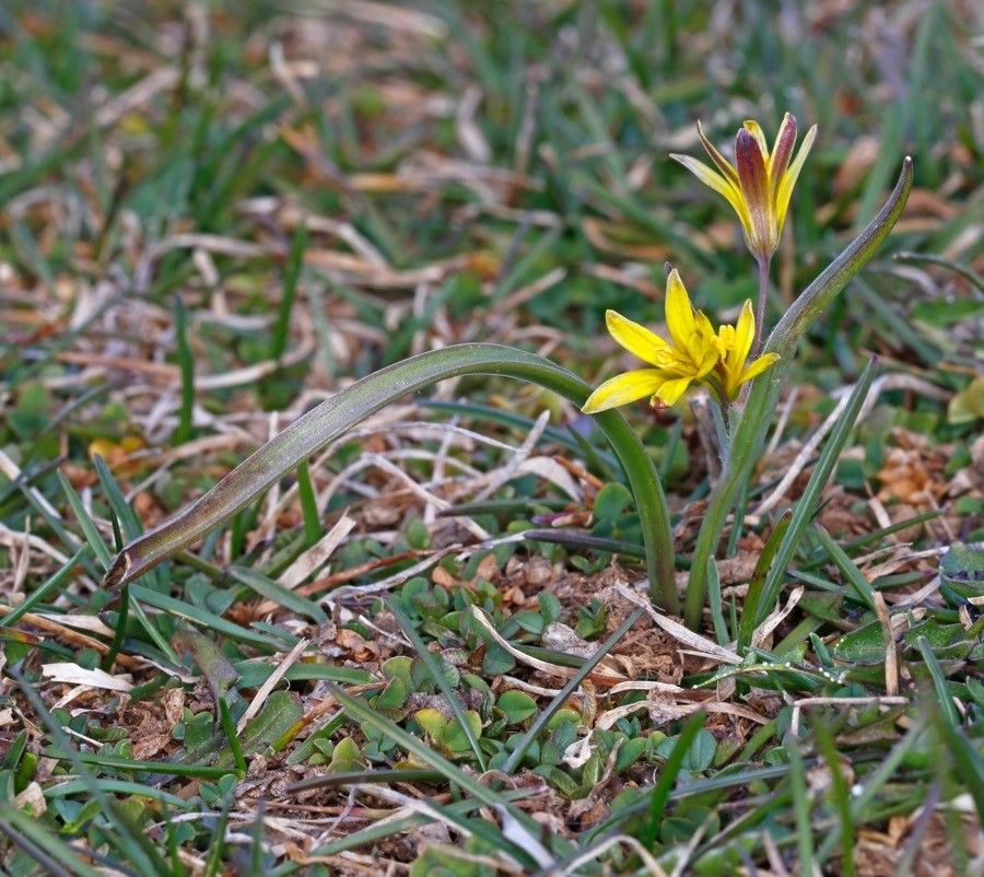 Gagea lutea flower