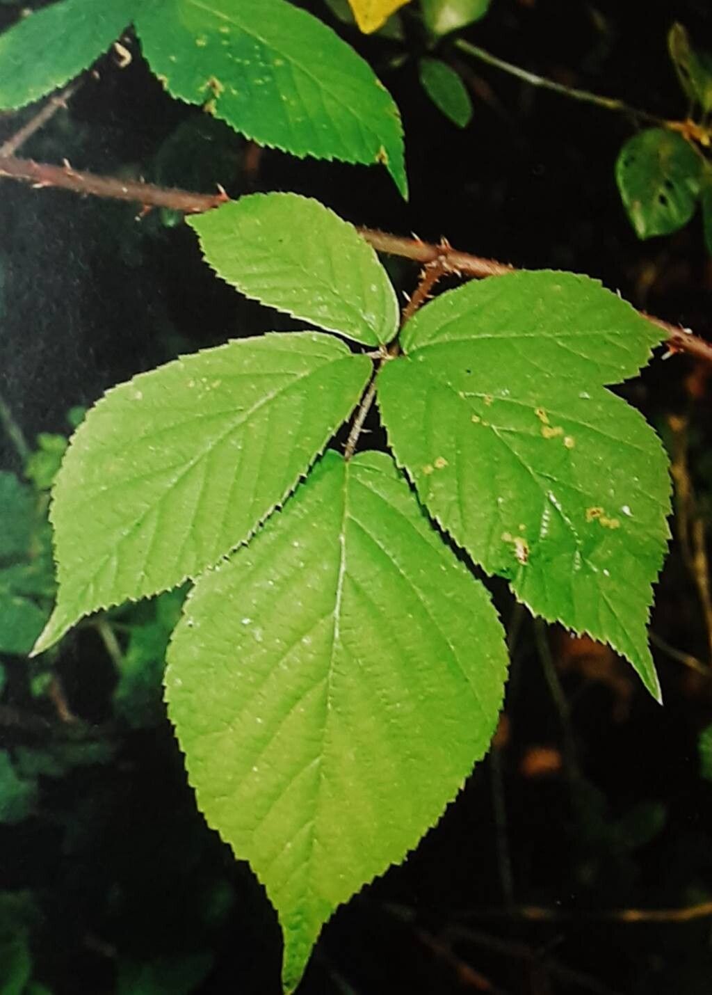 Rubus saltuum — houseplant care guide