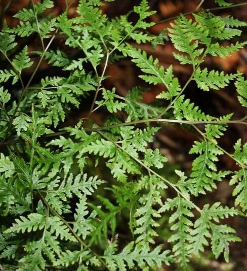 Pteris macilenta — search result for 'Pteris'
