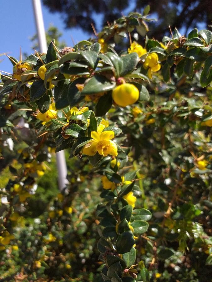 Berberis verruculosa flower