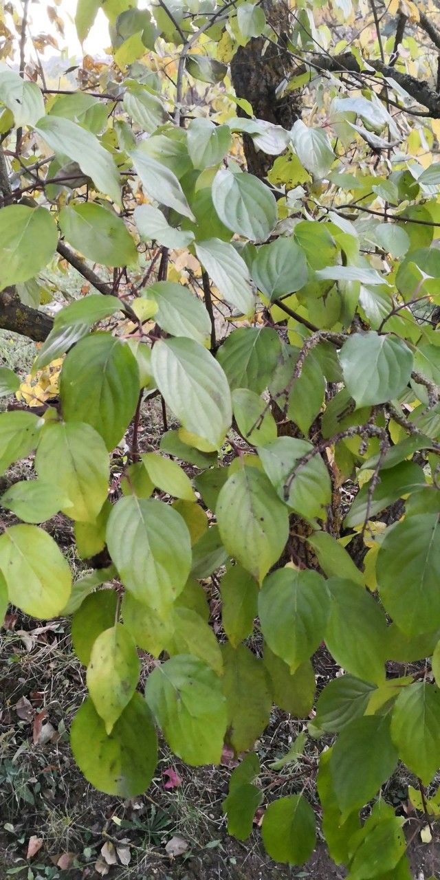 Cornus walteri leaf