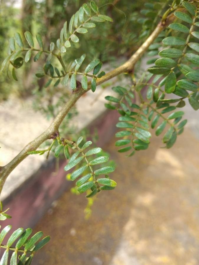 Vachellia seyal — search result for 'Egypt'