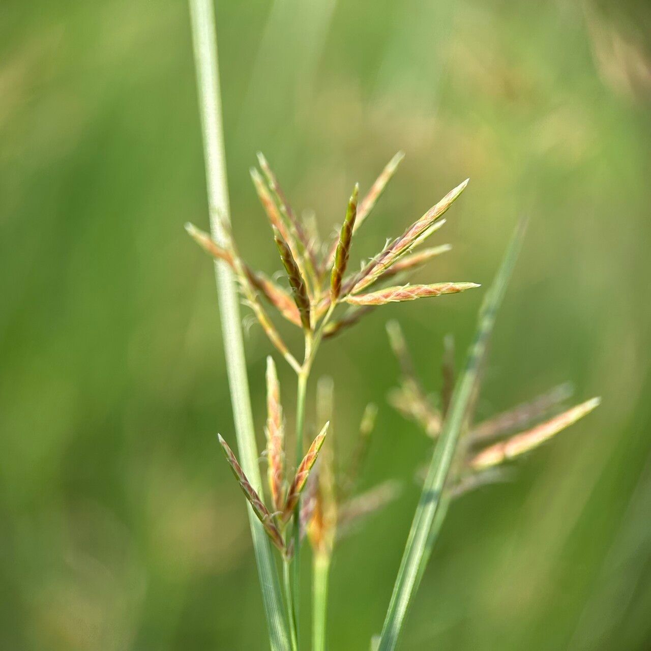 Cyperus mitis flower